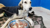 ARACIN ÇARPIP KAÇTIĞI HAMİLE KÖPEK KURTARILDI