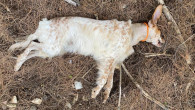 AVCILARIN KÖPEKLERİNİ ZEHİRLEDİLER