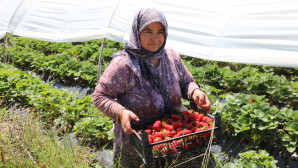 Köyceğiz Yaylaları’nda Migros için Çilek Üretiyorlar