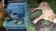Bodrum’da kedi köpek katliamı