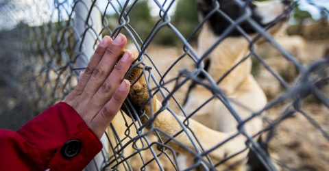 Muğla Büyükşehir Belediye’sinden “Satın alma, sahiplen” çağrısı