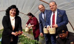 Muğla Valisi Çilek topladı