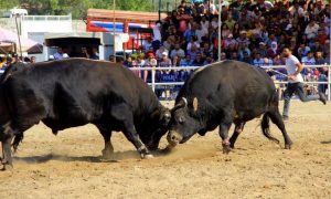Bayır’da Boğalar ‘Muğla Şampiyonası’ İçin Arenaya Çıktı