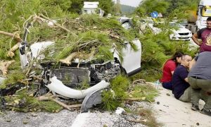 SEYİR HALİNDEKİ ARACIN ÜZERİNE ÇAM AĞACI DÜŞTÜ