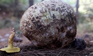 Muğla’da 3 kilogramlık mantar  bulundu