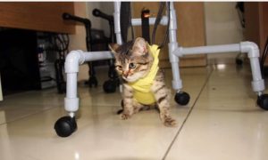 Felçli Yavru Kedi Portatif Yürüteçle Yürümeye Başladı