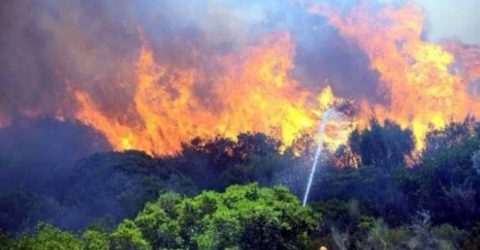 ORMAN YANGINLARI MUĞLA’DA MASAYA YATIRILACAK