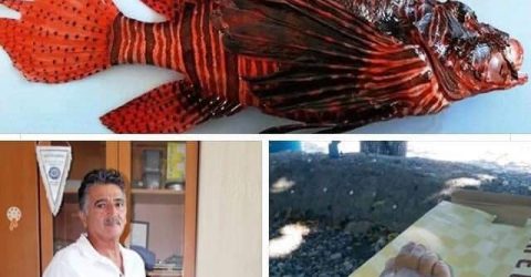 ÇOK ZEHİRLİ OLAN ASLAN BALIĞI TÜRKİYE KIYILARINDA