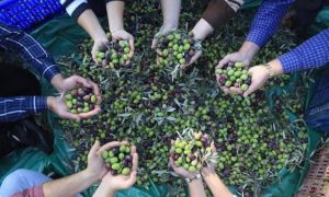 İmece Usulü Zeytin Hasadı Gerçekleştirildi