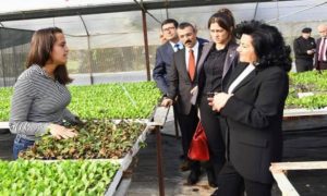 VALİ HANIM ÇİLEĞİ ÜRETİCİSİNİ MUTLU ETTİ