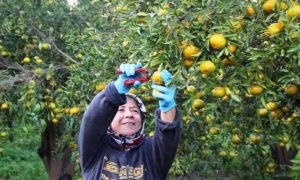 Bodrum’da mandalina hasadı başladı