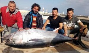 İki yüz kiloluk orkinos, Türk balıkçıları Yunan adasına sürükledi