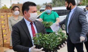 ÜRETİCİLERE İLK ETAPTA 65 BİN FİDE DAĞITIMI YAPILDI
