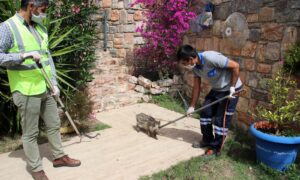 SİTE İÇİNDE SIKIŞAN DOMUZLARA BELEDİYE EKİPLERİ MÜDAHALE ETTİ