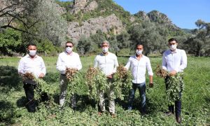 MARMARİS FISTIK MARKASI OLACAK