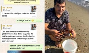 Canlı Istakozu satın alıp, Denize bıraktırdı