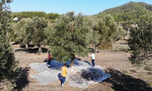 ZEYTİNYAĞI İLE DE TANINACAK