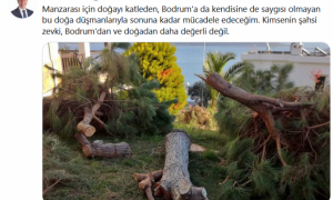 Deniz manzarasını kapatıyor diye ağaçları kestiler