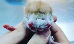 Çift başlı doğan kedi görenleri şaşırtıyor