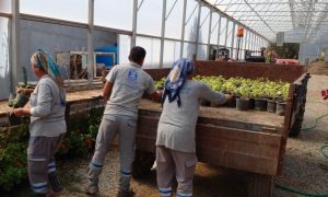 BELEDİYE, SERALARINDA YETİŞTİRDİĞİ BİTKİLERLE BODRUM’U GÜZELLEŞTİRİYOR