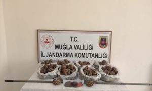 Fıstıkçamı çaldılar