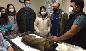 Geçici Hayvan Bakımevi Veterinerlik öğrencilerini ağırladı