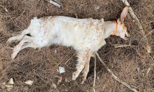 AVCILARIN KÖPEKLERİNİ ZEHİRLEDİLER