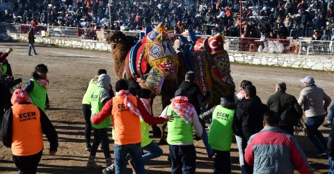 Deve Güreşi Festivali, renkli görüntülere sahne oldu