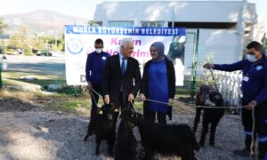 Kıl Keçisi projesi meyvelerini veriyor, kadın üreticilerin yüzleri gülüyor