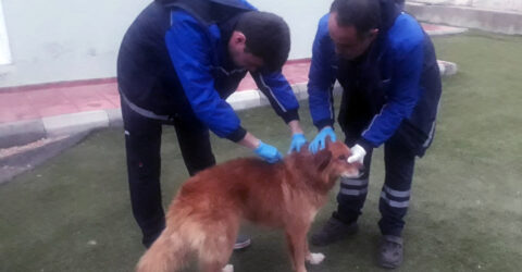 Kayalıklarda Mahsur Kalan Köpeği Kurtardı