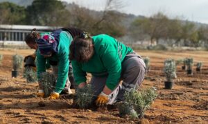 MİLAS BELEDİYESİ“LAVANTA KOKULU MİLAS” İÇİN ÇALIŞIYOR