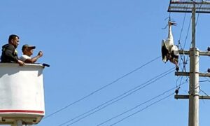 Elektrik direğine boynundan iple asılı kalan leylek son anda kurtarıldı