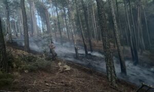 YARAŞ BÖLGESİNDE ORMAN YANGINI