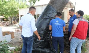 Muğla’da İlk Defa Görülen Turunçgil Uzun Antenli Böceği ile Mücadele