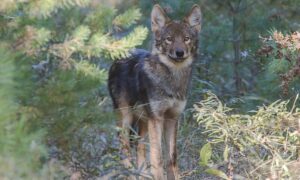 Muğla’yı Kurtlar Bastı