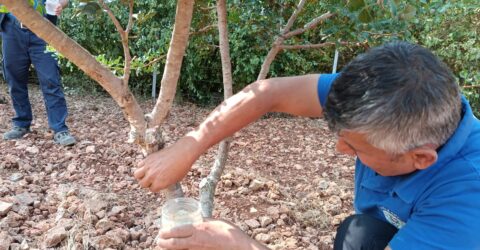 Muğla’da Sakız Ağaçları İçin Protokol
