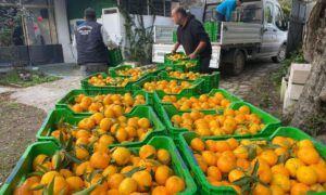 Bodrum Belediyesi 50 Ton Mandalin’a  dağıtacak