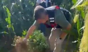 Muğla Menteşe  Karabağlar Yaylasında Evinde Esrar Üreten Şahıs Yakalandı