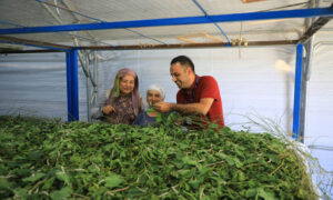 Ata Mirası İpekböcekçiliği Yeniden Doğuyor