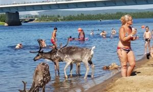 Finlandiya’da sıcaklar rekor kırdı, Ren geyikleri sıcak çarpmasından ölmeye başladı
