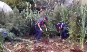 Mısır Tarlasında Esrarın ham maddesi 5 Bin kök Kenevir ele geçirilirken ; üç kişi 25 kg Kubar Esrar  ve silahlarla yakalandılar.