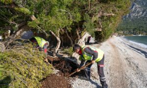 Sakız ağacına operasyon