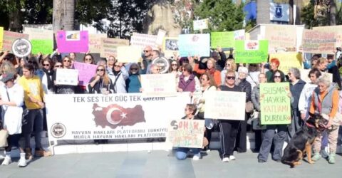 Bodrum’da hayvan severlerden yasaya sert tepki