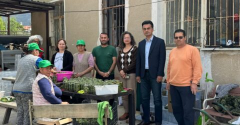 Datça’da Çağla Turşusu Bereketi